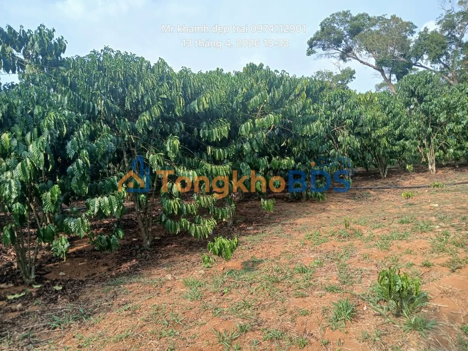 Đất vườn Phường 2 Bảo Lộc 11.000m² giá 370 triệu - Giá đầu tư tốt!