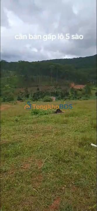 Đất vườn Đạ Nhim Lạc Dương 1800m² - Sinh thái xanh lý tưởng!
