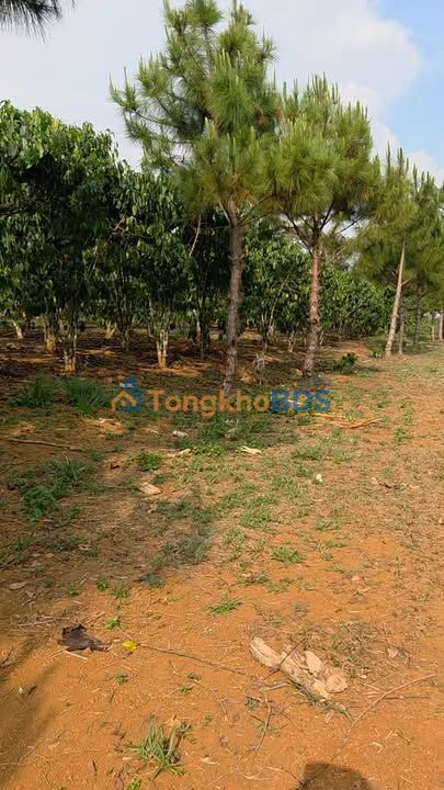 Đất vườn Đạm Bri Bảo Lộc 4 sào 1.48 tỷ - Nghỉ dưỡng lý tưởng