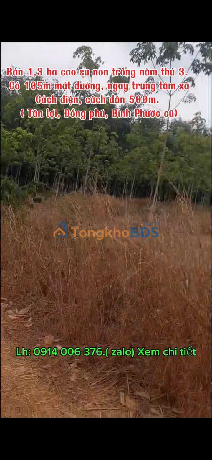 Đất vườn Tân Lợi Đồng Phú 1.24 ha giá 3 tỷ - Tiềm năng tăng giá!