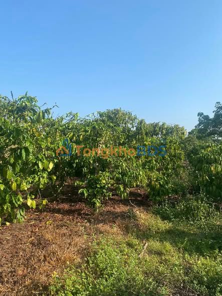 Đất vườn Tân Văn, Lâm Hà 1728m² giá 2.4 tỷ - Sổ đỏ chính chủ