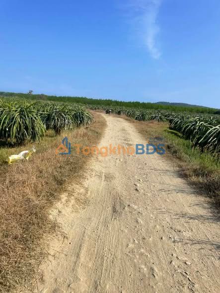 Đất vườn Hàm Thuận Nam 3ha giá 10 tỷ - Giá đầu tư tốt!