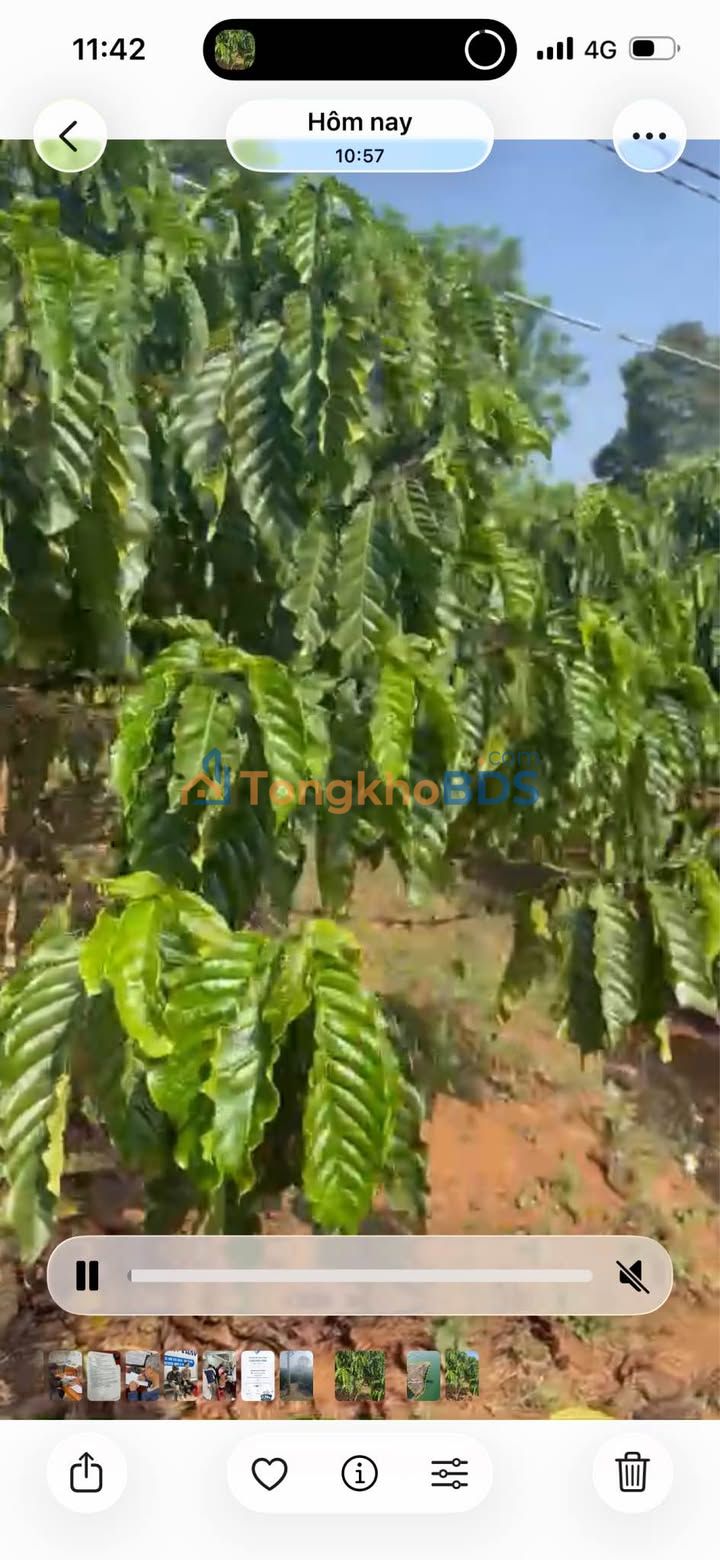 Đất vườn Lâm Hà 2.5ha giá 4.99 tỷ - Giá đầu tư tốt F0!