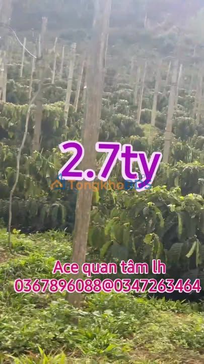 Đất vườn Nam Bình Lâm Hà 1.1ha giá 2.7 tỷ - Sổ đỏ chính chủ!
