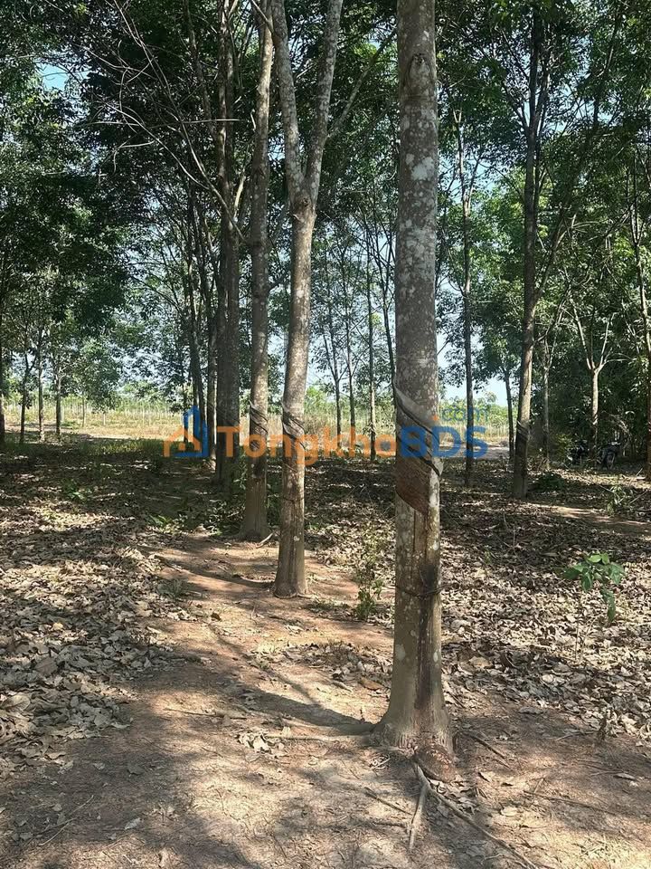 Đất vườn Tân Hà Hàm Thuận Bắc 20ha giá 30 tỷ - Đầu tư dài hạn!