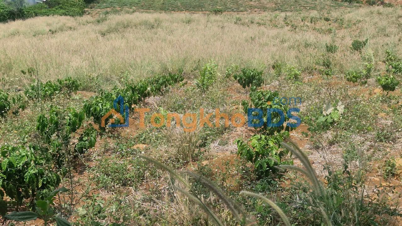 Đất vườn Lộc Bảo Bảo Lâm 1.3ha giá 2.99 tỷ - Sổ hồng sẵn
