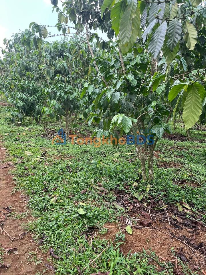 Đất vườn Bảo Lâm 1600m² giá 6.5 tỷ - Sổ đỏ chính chủ