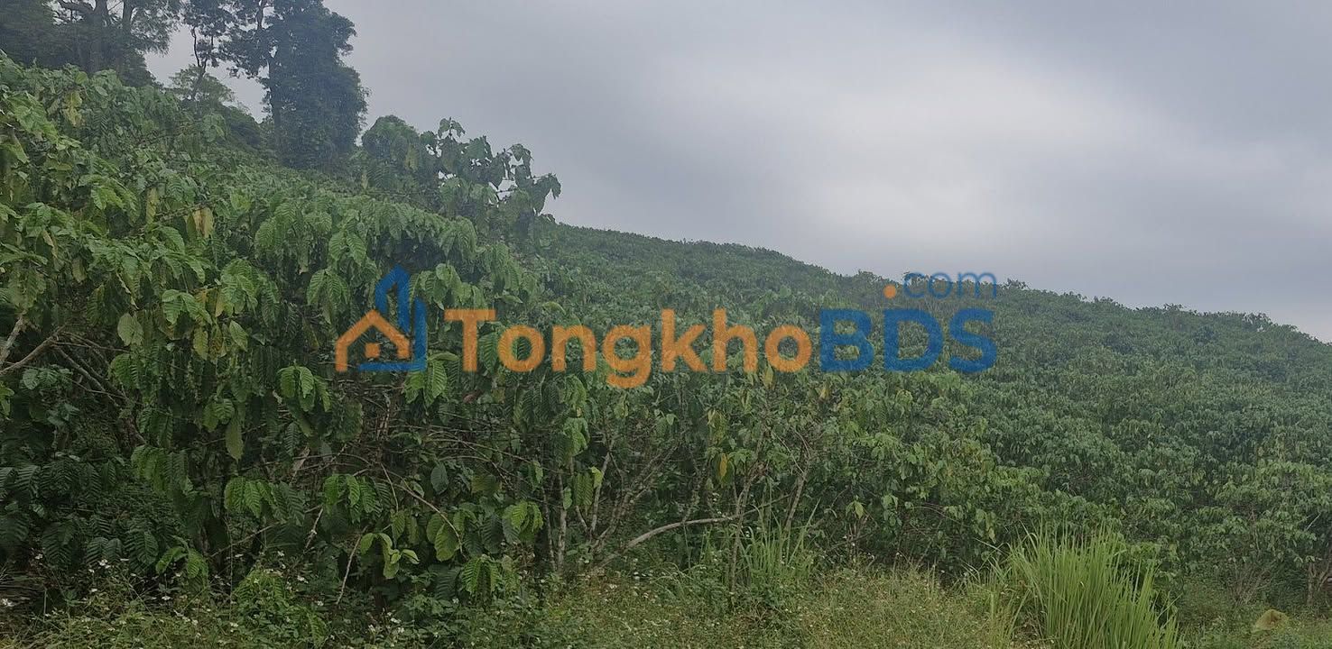 Đất vườn Lộc Bảo, Bảo Lâm 2.5ha giá 20.8 tỷ - Sổ đỏ chính chủ