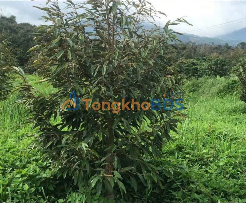 Đất vườn Bảo Lâm 1.3ha 6.5 tỷ - Sổ hồng rõ ràng