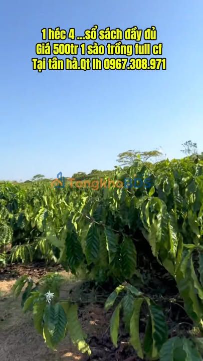 Đất vườn Tân Hà Lâm Hà 1.4ha - Giá đầu tư cực tốt!