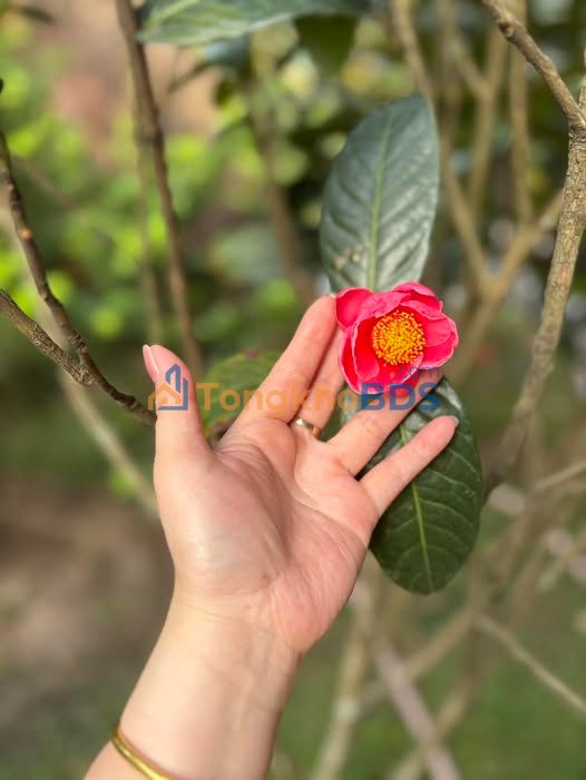 Đất Long An, Long Thành 168m² - Thổ cư full