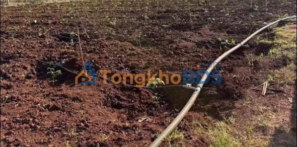 Đất 2.150m² Ba Cảng, Tân Hội 1,35 tỷ - Bám đường 31m