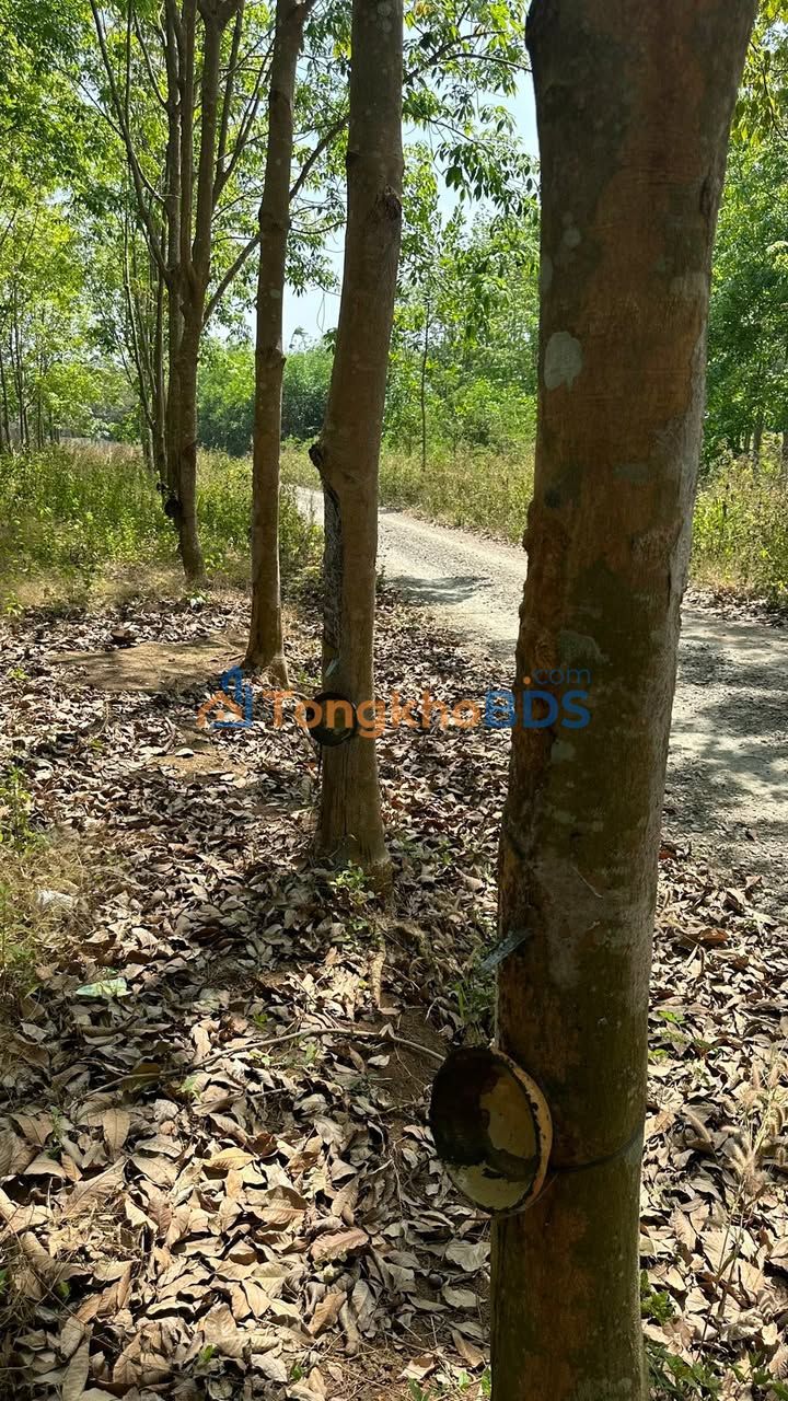 Cho thuê vườn cao su Xuân Tây Cẩm Mỹ 18.520m² - Đầu tư sinh lời ngay!