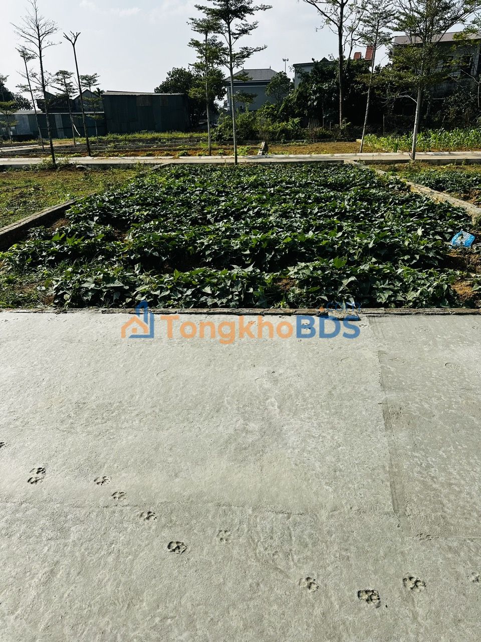 Đất nền Hòa Lạc 100m² giá hơn 2 tỷ - Sổ đỏ chính chủ, xây ngay!